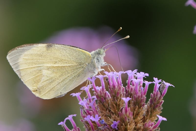 Butterfly on flowers
