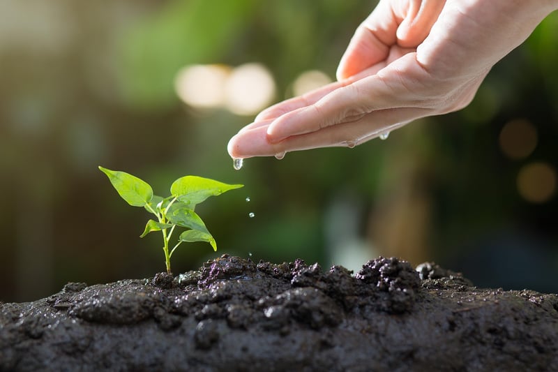 Social Gardening Event
