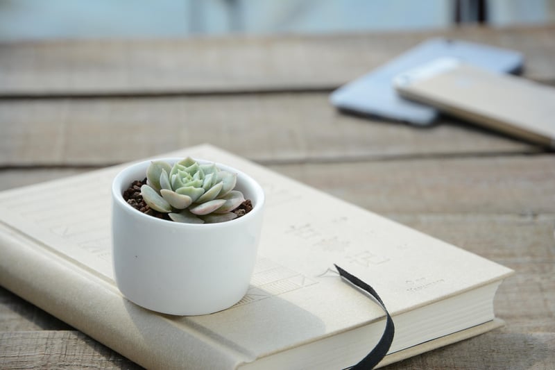 Indoor Plant Shelves