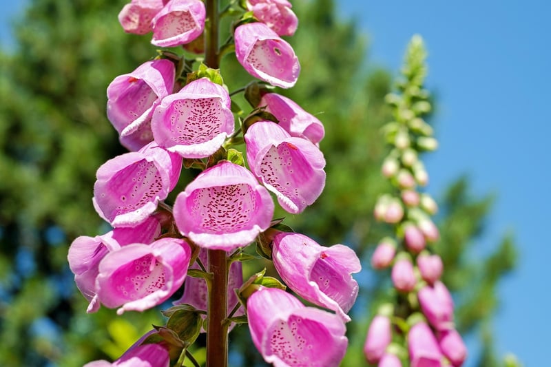 Vertical Plant Stands